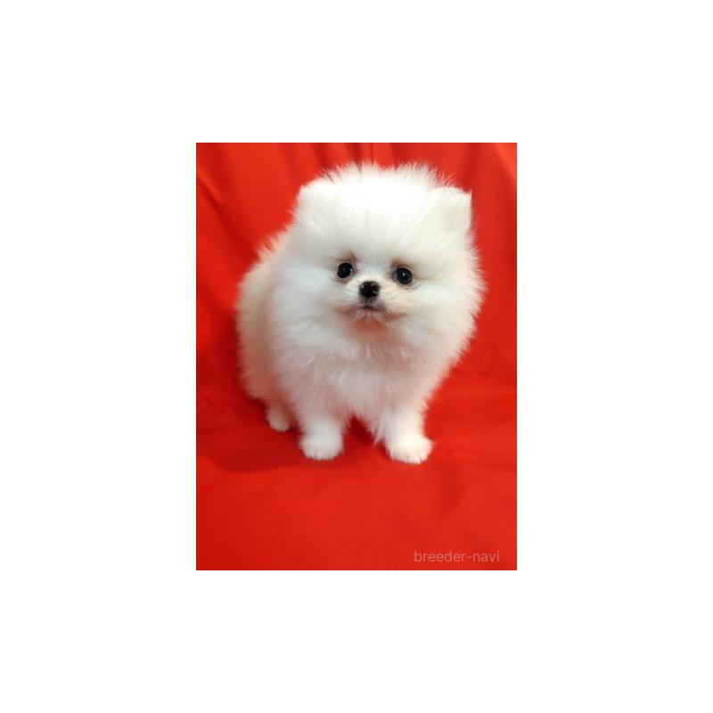 販売中の大阪府のポメラニアン-427826の6枚目