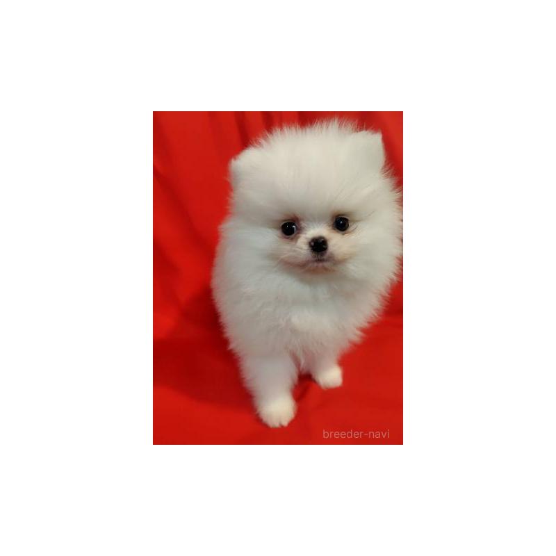 販売中の大阪府のポメラニアン-427826の2枚目