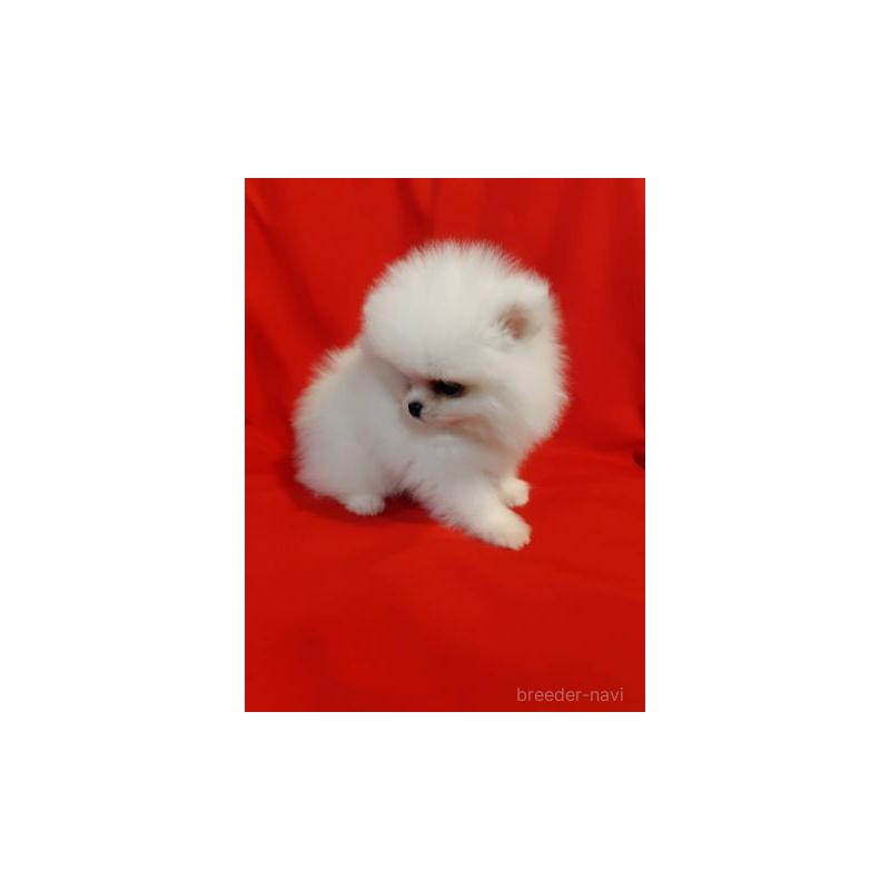 販売中の大阪府のポメラニアン-427826の3枚目