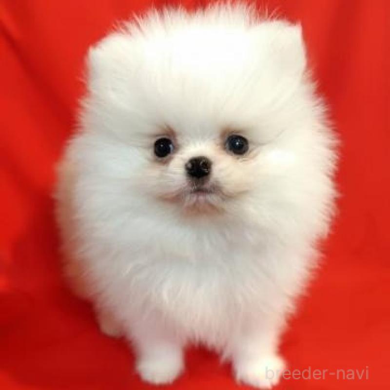 販売中の大阪府のポメラニアン-427826