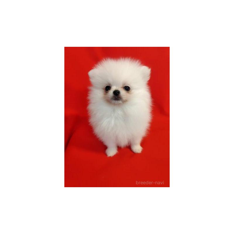 販売中の大阪府のポメラニアン-427827の5枚目