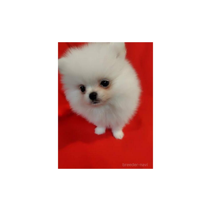 販売中の大阪府のポメラニアン-427827の3枚目