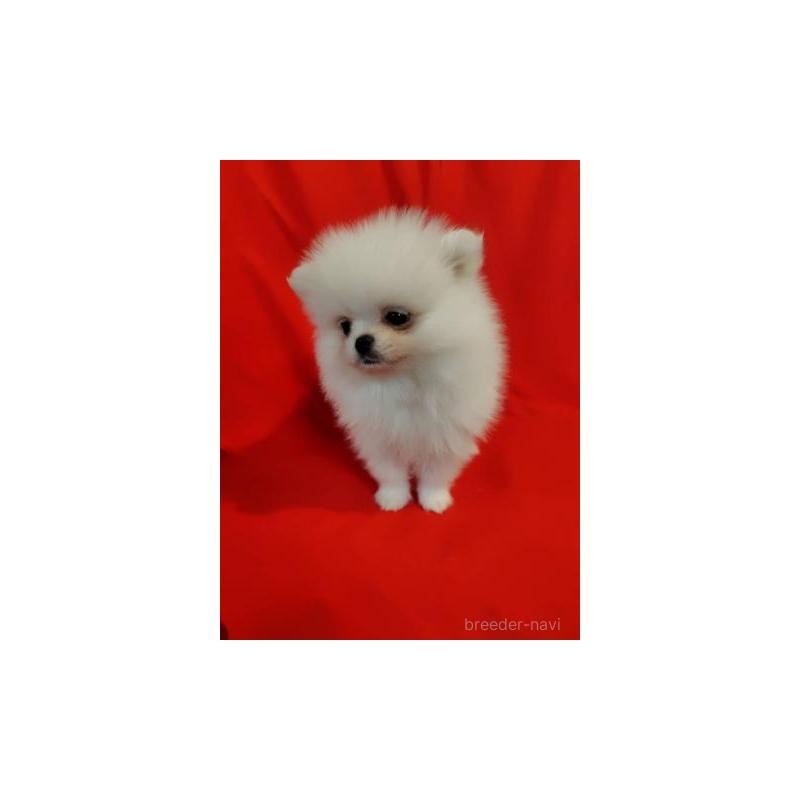 販売中の大阪府のポメラニアン-427827の4枚目