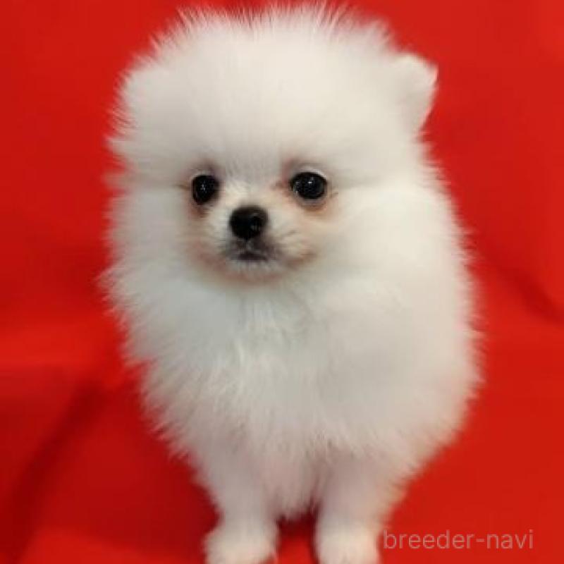 販売中の大阪府のポメラニアン-427827