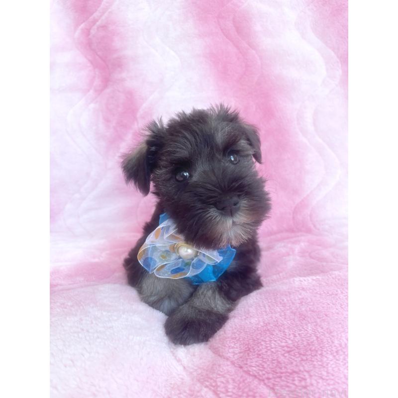 販売中の福岡県のミニチュアシュナウザー-421696の9枚目