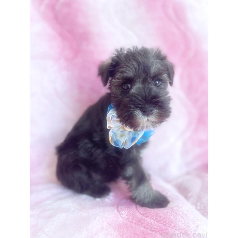 販売中の福岡県のミニチュアシュナウザー-421696の8枚目