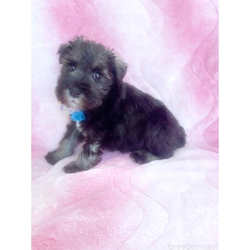 販売中の福岡県のミニチュアシュナウザー-421696の6枚目