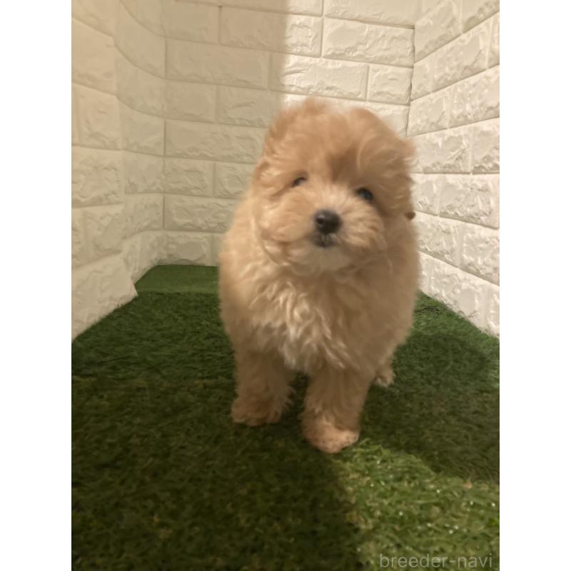 販売中の岡山県のポメプー:ポメラニアン×トイプードル-427828の5枚目