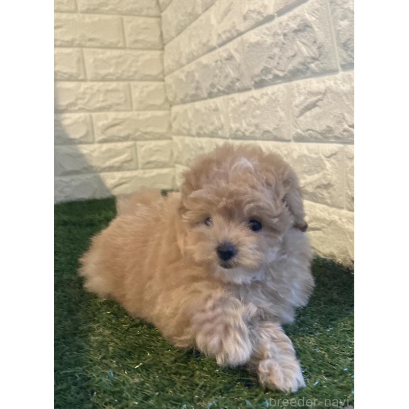 販売中の岡山県のポメプー:ポメラニアン×トイプードル-427828の3枚目