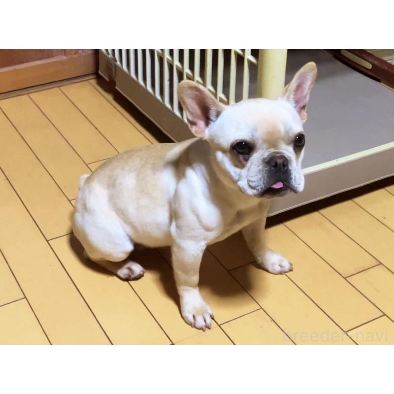 販売中の宮城県のフレンチブルドッグ-390623
