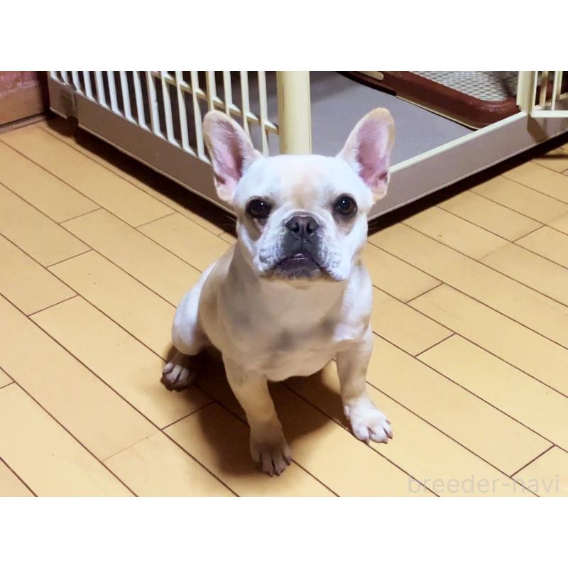 商談中の宮城県のフレンチブルドッグ-390623の3枚目