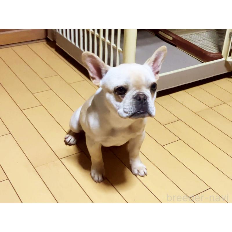商談中の宮城県のフレンチブルドッグ-390623の2枚目