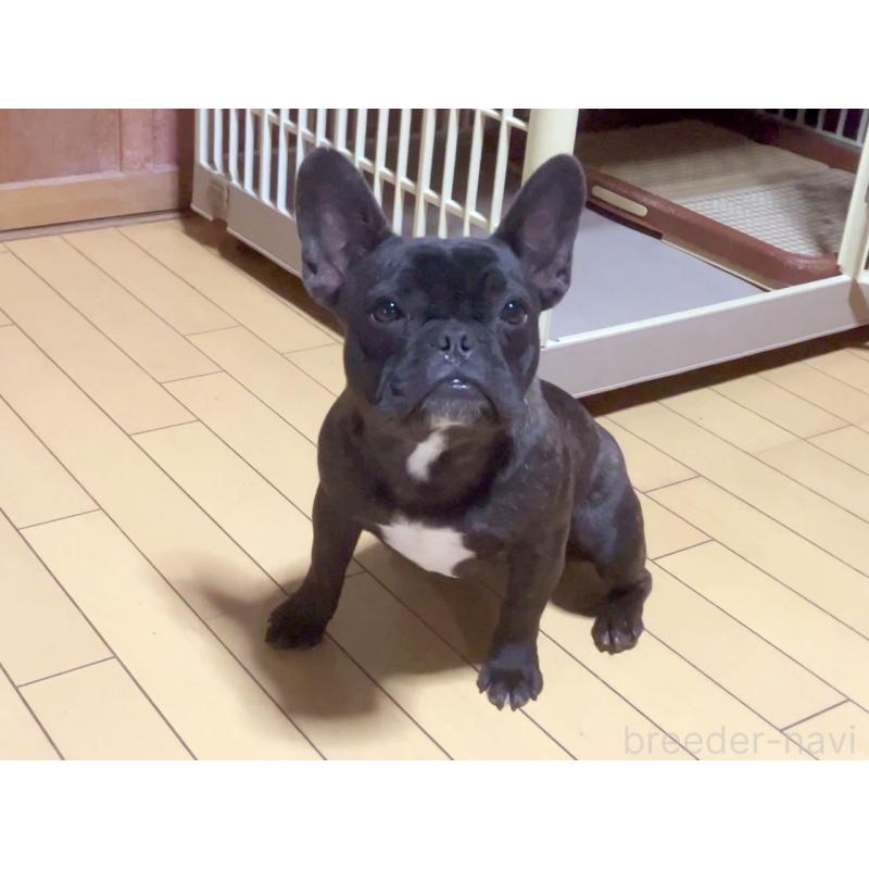 販売中の宮城県のフレンチブルドッグ-384100