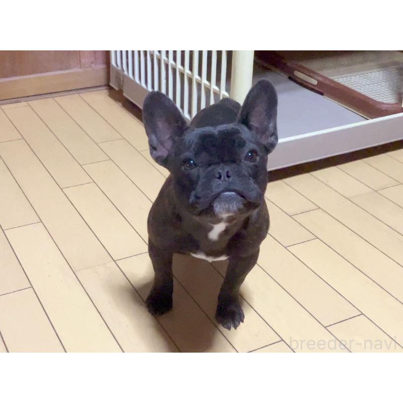 販売中の宮城県のフレンチブルドッグ-384100の3枚目