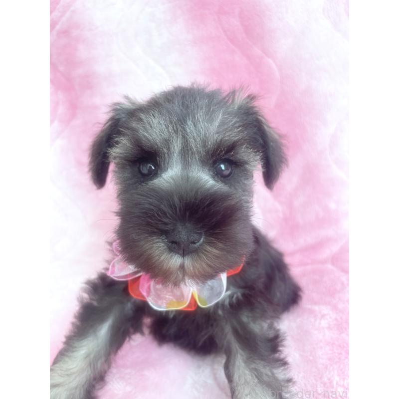 販売中の福岡県のミニチュアシュナウザー-421698の9枚目