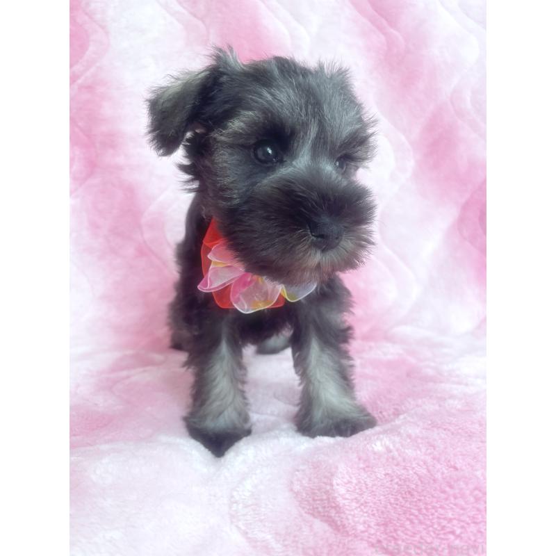 販売中の福岡県のミニチュアシュナウザー-421698の8枚目