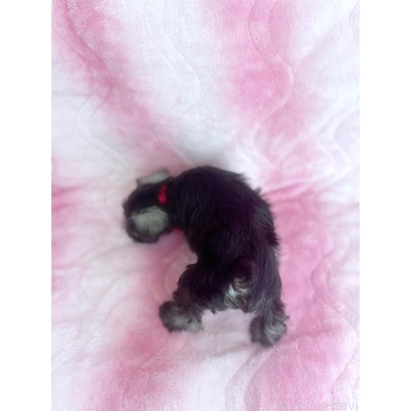 販売中の福岡県のミニチュアシュナウザー-421698の6枚目