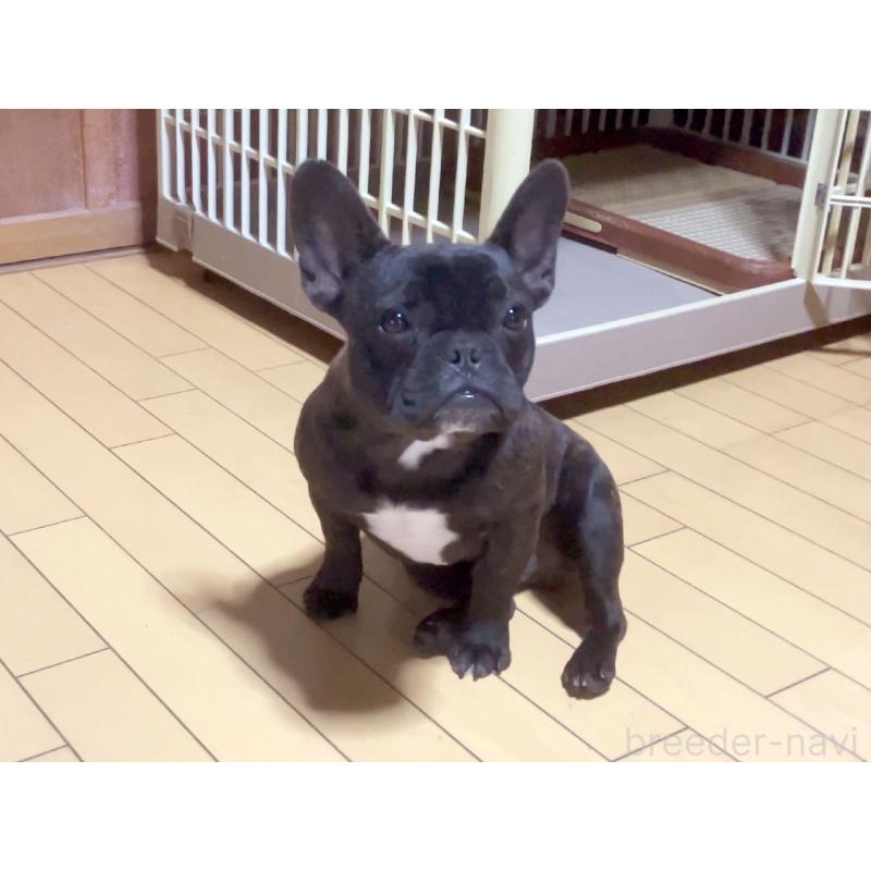 販売中の宮城県のフレンチブルドッグ-384100の2枚目