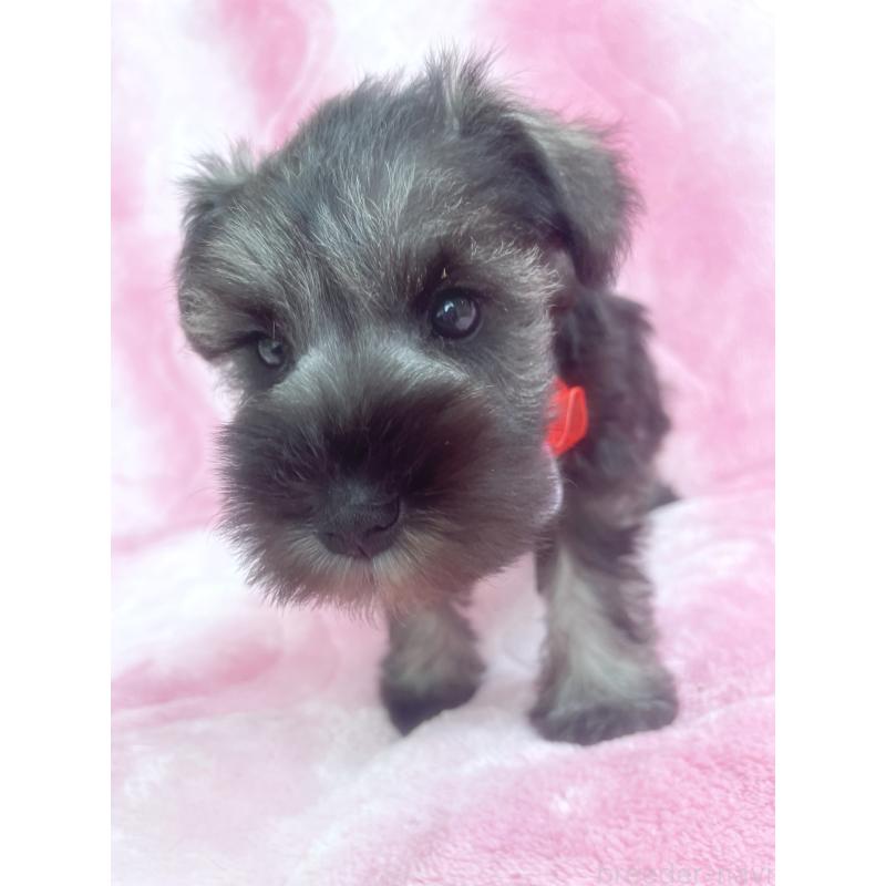 販売中の福岡県のミニチュアシュナウザー-421698の5枚目