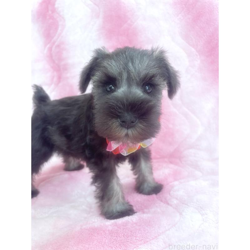 販売中の福岡県のミニチュアシュナウザー-421698の4枚目