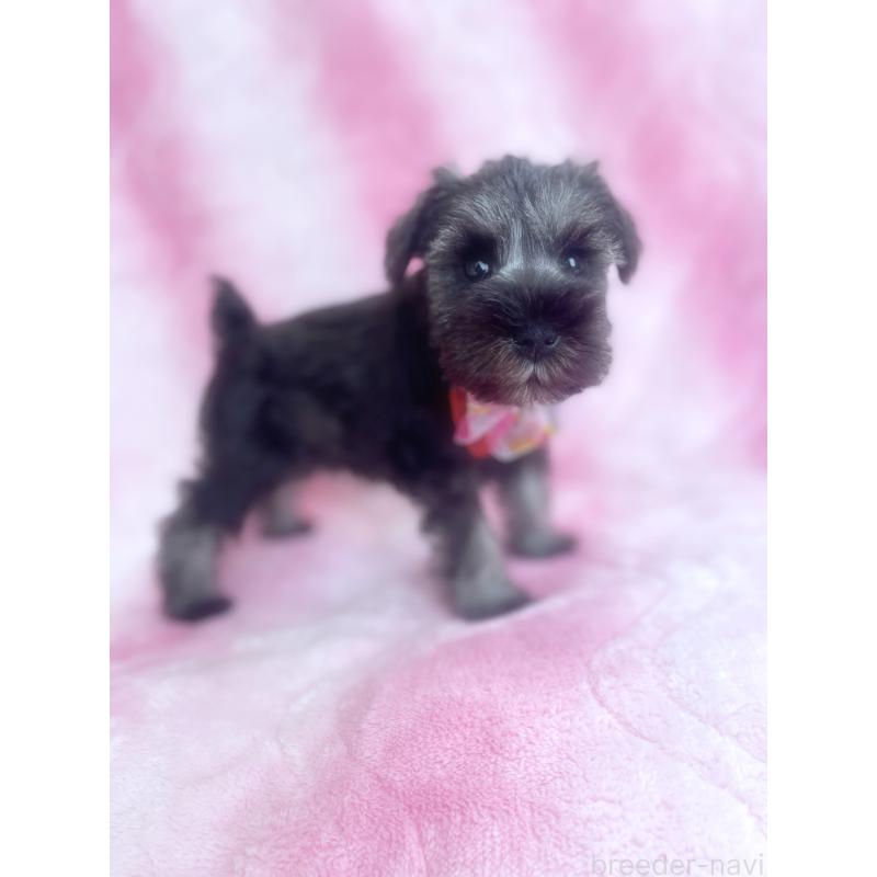 販売中の福岡県のミニチュアシュナウザー-421698の3枚目