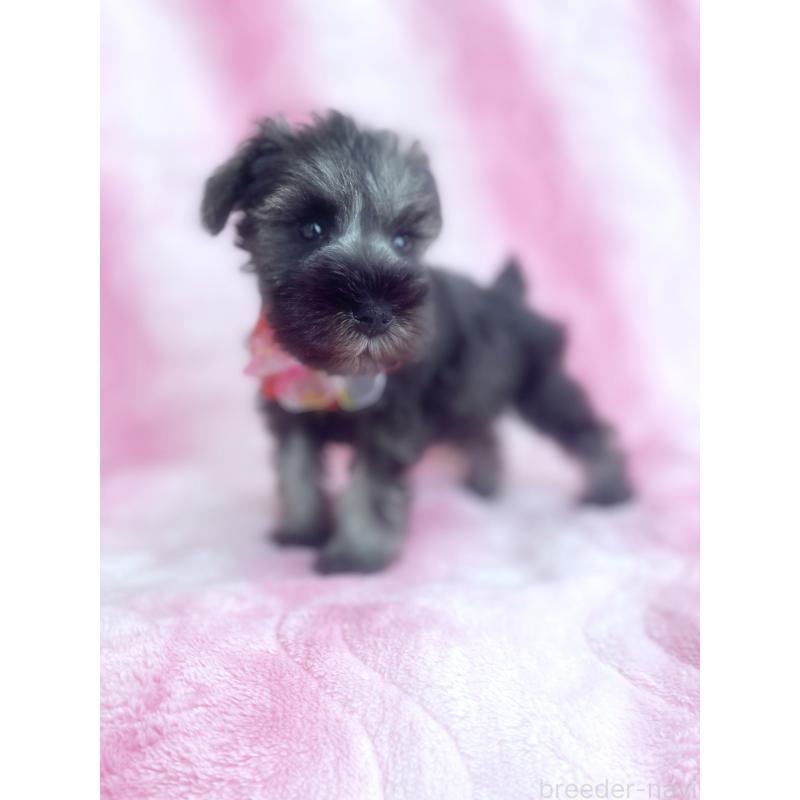 販売中の福岡県のミニチュアシュナウザー-421698の2枚目