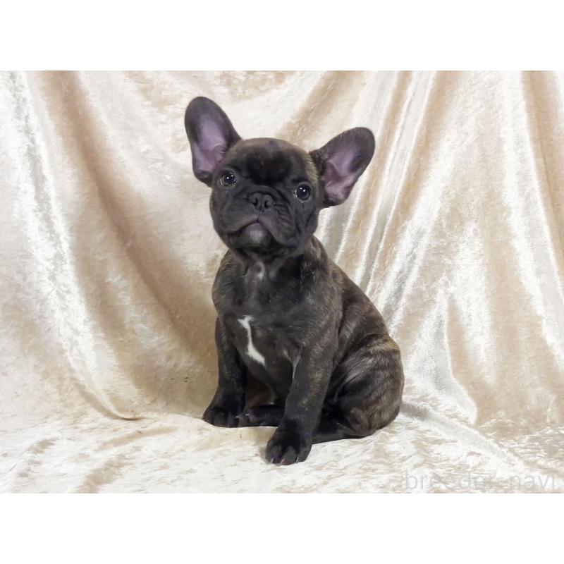 販売中の宮城県のフレンチブルドッグ-427831の1枚目