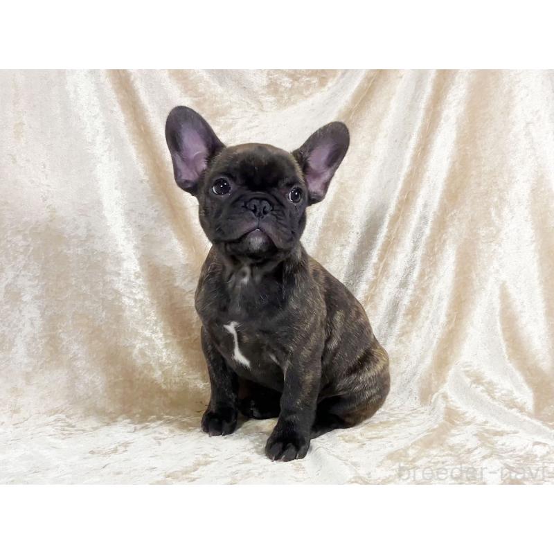 販売中の宮城県のフレンチブルドッグ-427831の3枚目