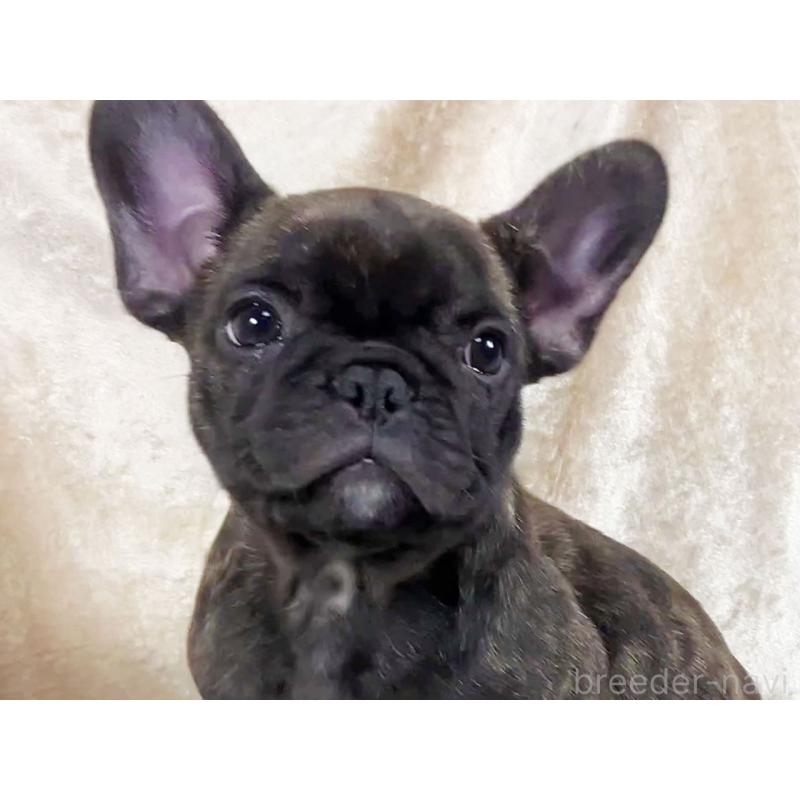 販売中の宮城県のフレンチブルドッグ-427831の2枚目
