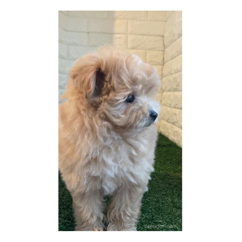 販売中の東京都のポメプー:ポメラニアン×トイプードル-427832の7枚目