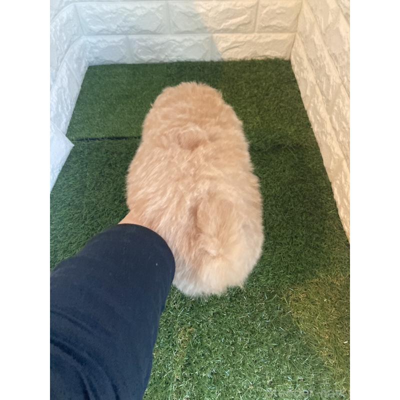 販売中の東京都のポメプー:ポメラニアン×トイプードル-427832の5枚目