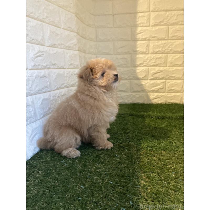 販売中の東京都のポメプー:ポメラニアン×トイプードル-427832の4枚目