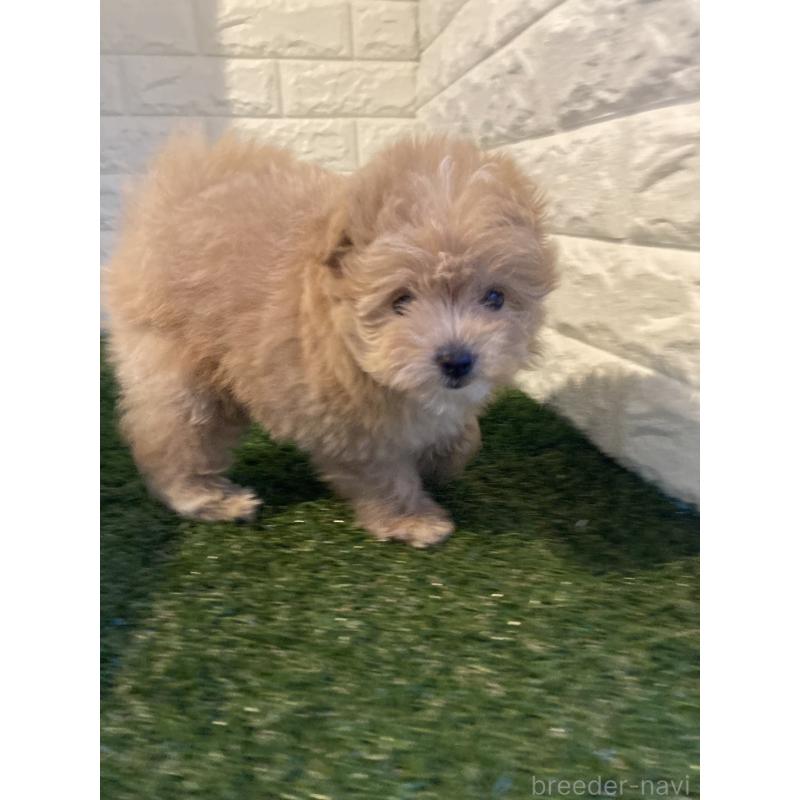 販売中の東京都のポメプー:ポメラニアン×トイプードル-427832の2枚目