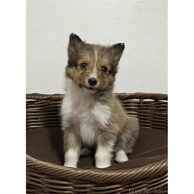 成約済の神奈川県のシェットランドシープドッグ(シェルティ)-423635の5枚目