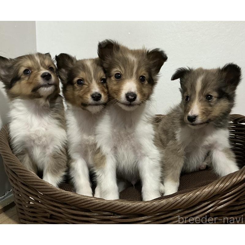 成約済の神奈川県のシェットランドシープドッグ(シェルティ)-423635の4枚目