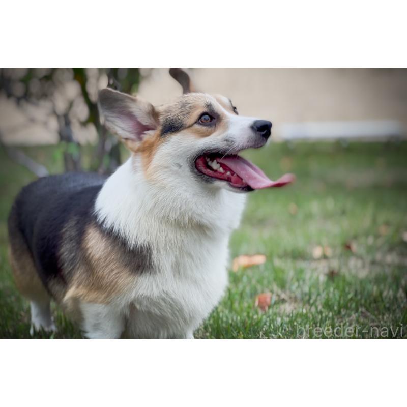 レグルスくん1枚目