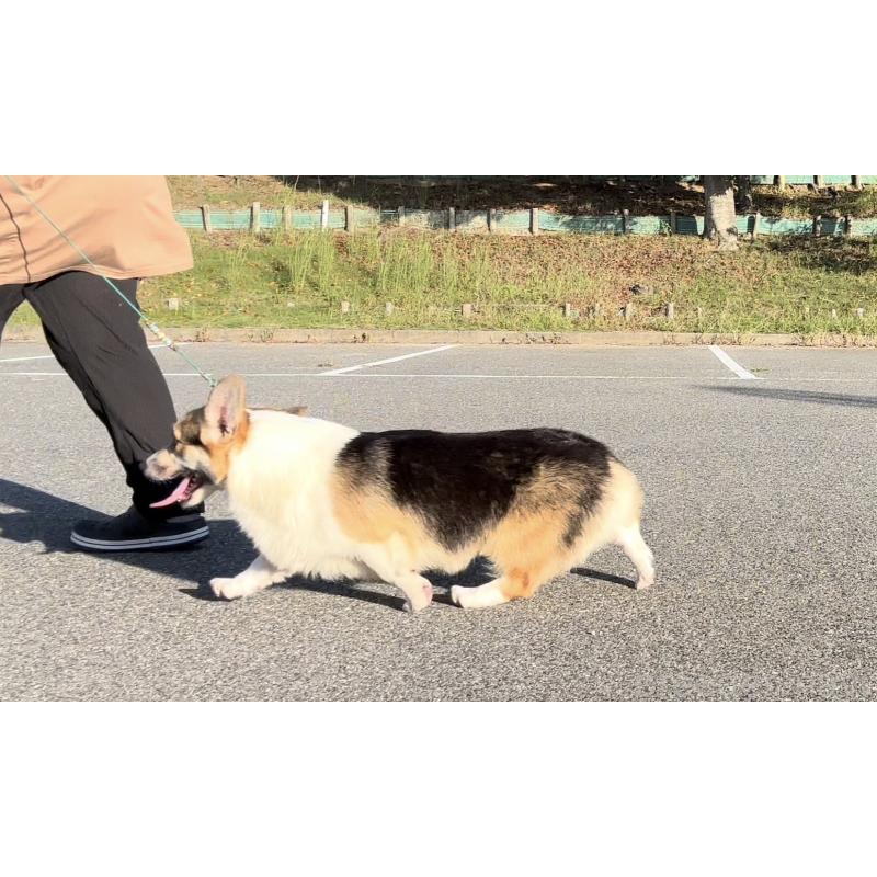 レグルスくん1枚目