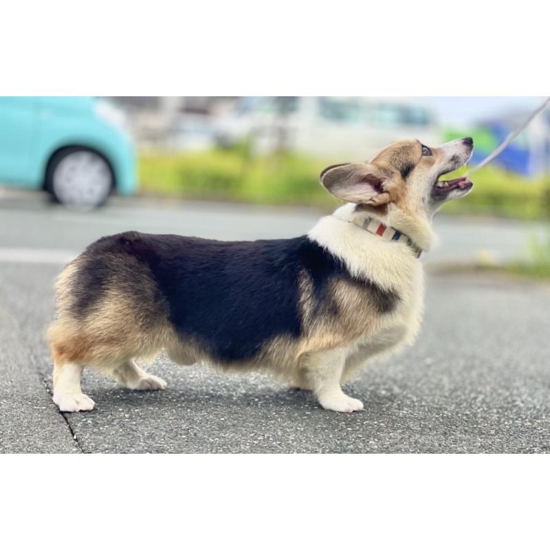 レグルスくん1枚目