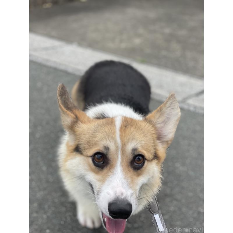 レグルスくん1枚目