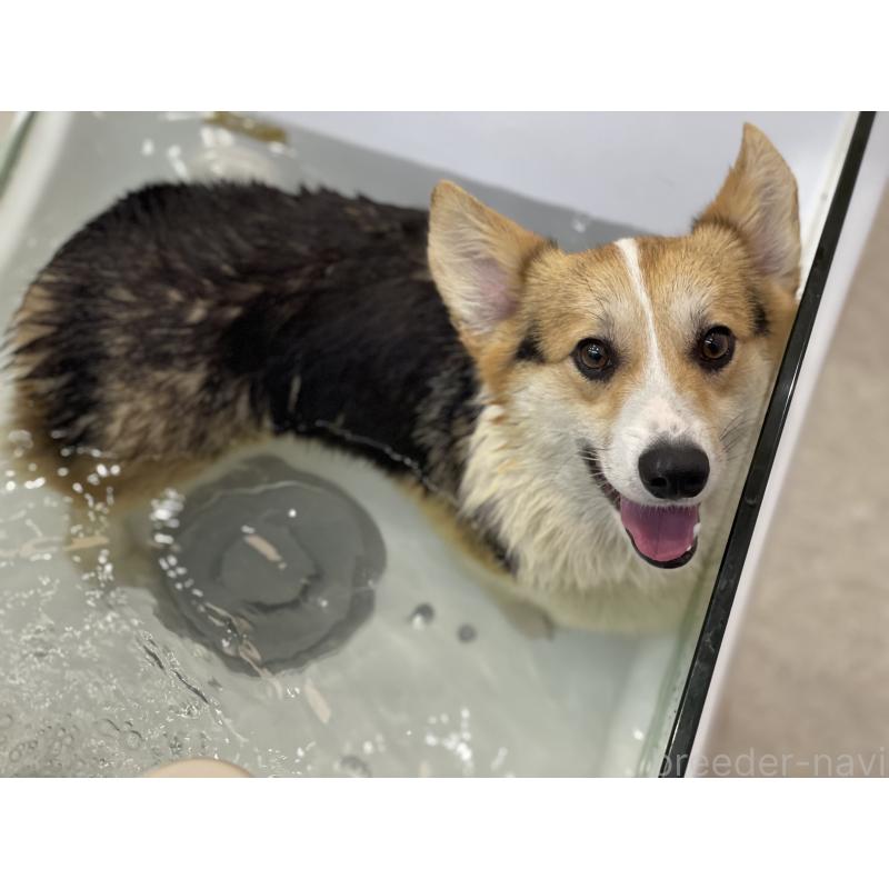 レグルスくん1枚目