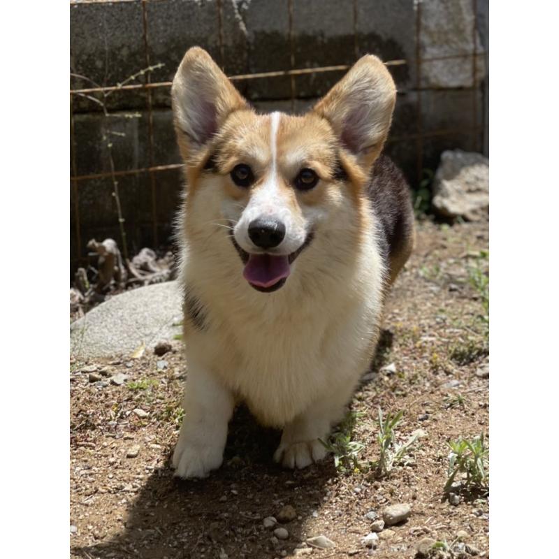 レグルスくん1枚目