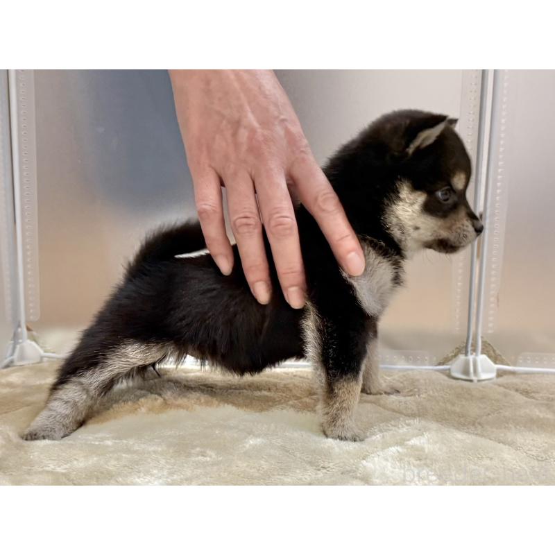 販売中の千葉県の豆柴-426358の6枚目