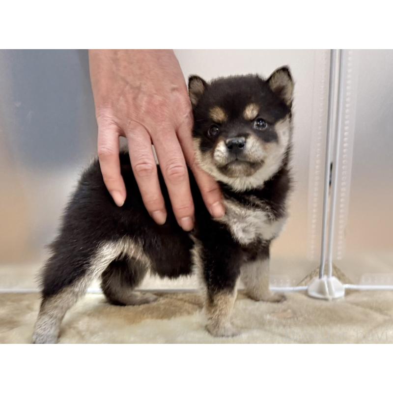 販売中の千葉県の豆柴-426358の5枚目