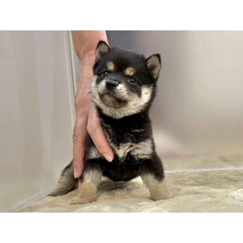 販売中の千葉県の豆柴-426358の4枚目