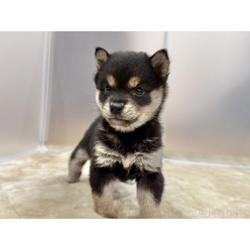 販売中の千葉県の豆柴-426358の3枚目