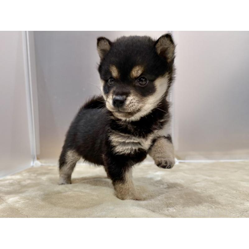 販売中の千葉県の豆柴-426358の2枚目