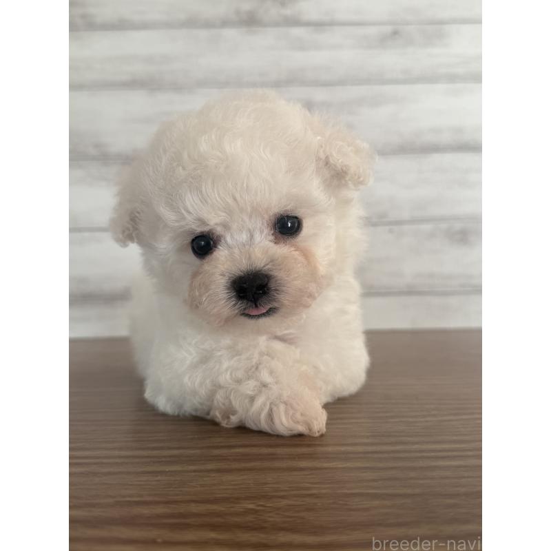 販売中の三重県のビションフリーゼ-427834の6枚目