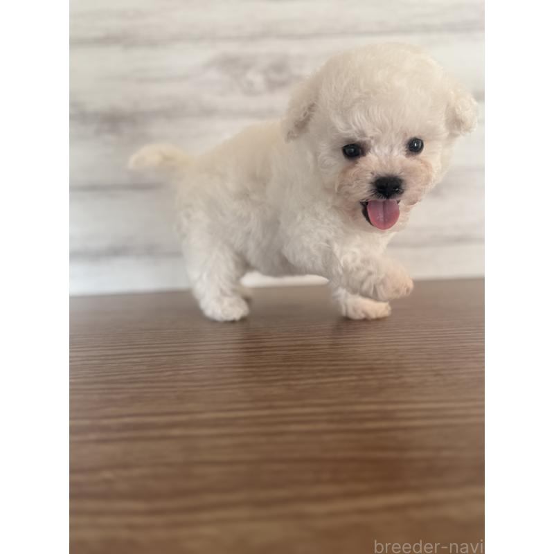 販売中の三重県のビションフリーゼ-427834の5枚目