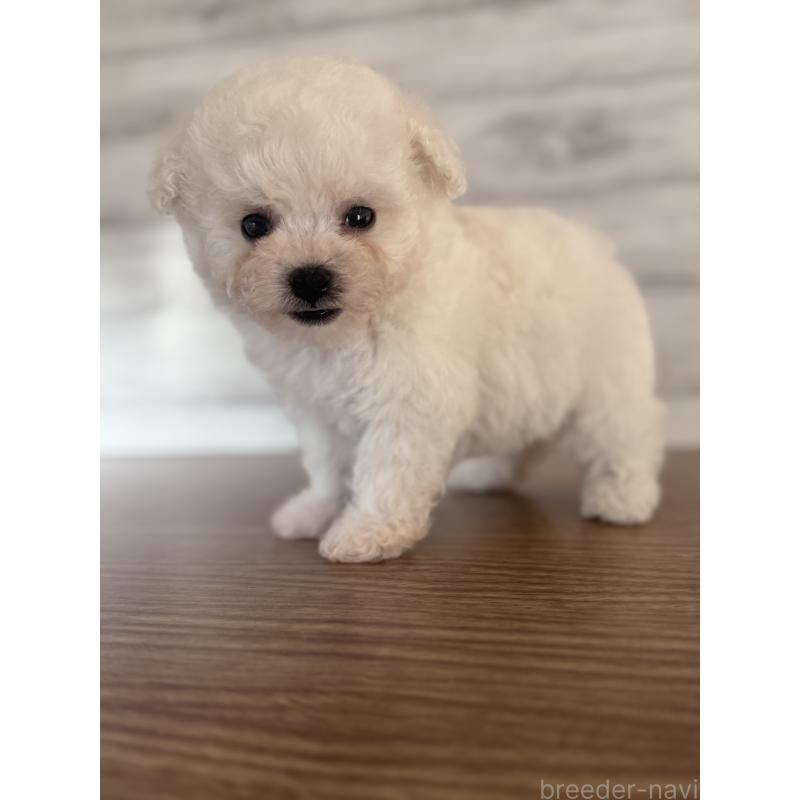 販売中の三重県のビションフリーゼ-427834の4枚目