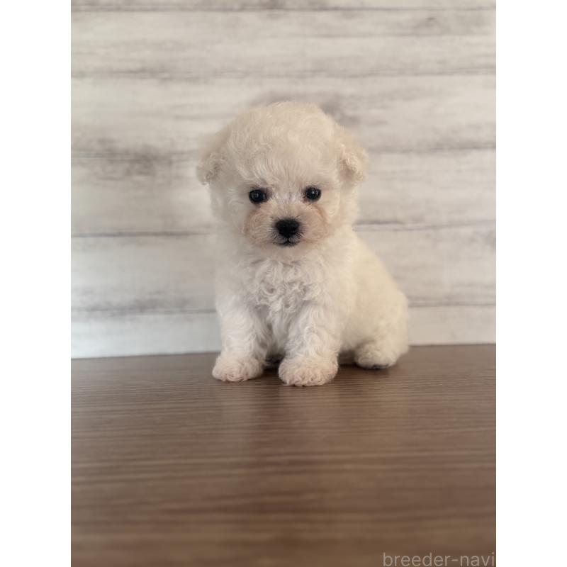 販売中の三重県のビションフリーゼ-427834の3枚目